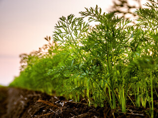 Wall Mural - Vibrant carrot field at dawn, with the first light illuminating the lush foliage and fertile soil