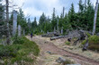 Dead trees in the Harz Mountains, tree mortality due to the bark beetle