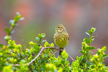 Adult Female Yellowhammer (Emberiza Citrinella), Beautiful And Colorful Passerine Bird In The Bunting Family.