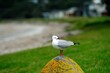 Silver Gull standing on a boulder