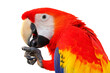 Close-up of a beautiful macaw parrot isolated on transparent background png file	