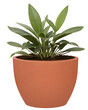 green plant in a terracotta pot on transparent background - nature - forest - tropical jungle element - video compositing footage - png