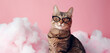A chic cat with cat-eye glasses, posing gracefully against a cotton candy pink backdrop, its fashionable flair making it the talk of the town