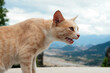Miałczący kot na tle gór | Meowing cat on the mountains backround