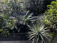 Real Jardín Botánico, A Botanical Garden In The City Center With A Sample Of Over 5000 Species Of Live Plants Inside A Greenhouse. Located In Murillo Square, In Front Of The Prado Museum.