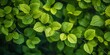 Close-up view of vibrant green leaves with detailed vein patterns, showcasing the beauty of nature textures