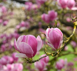 Canvas Print - Beautiful close-op of magnolia x soulangeana flowers