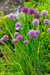  Schnittlauch (Allium schoenoprasum) Nutzpflanze mit Blüten 