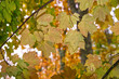Autumn Leaves  on tree