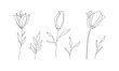 Hand drawn wild field flora, flowers, leaves, herbs, plants, branches. Minimal floral botanical line art. Vector illustration for logo or tattoo, invitations, save the date card.	