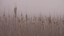 Dry Old Cattail On The Lake On A Foggy Day