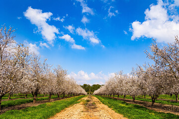 Poster - Almond blossoms