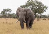 Fototapeta Sawanna - Kruger Elephant 2
