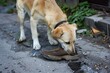 dog sniffing shoe in park alley