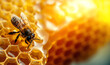 Honeycomb with bee crawls through combs collecting honey. Save the bees concept banner with copy space.
