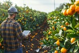 Fototapeta Londyn - worker in an orange grove holding a digital tablet