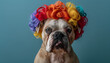 Bulldog wearing a colorful wig for April Fool's Day and party celebration