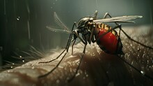 Realistic, High Quality Shot Of A Mosquito Sitting On An Arm With A Red Belly