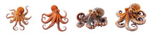 Octopus Isolated On Transparent Background