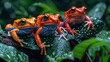 Rainforest Frogs: Vibrant Life on Leaves and Branches