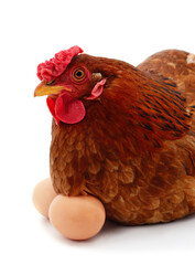 Sticker - Brown chicken with an eggs.