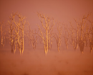 Wall Mural - Dead trees in mist on forest ground during sunrise.