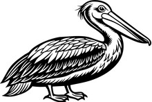 Pelican On A White Background