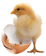 Young yellow chicken chick with one foot in a broken egg