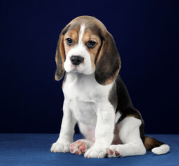 Wall Mural - Cute little beagle puppy on blue background