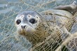 Grey Seal trapped in a fisherman's net and injured