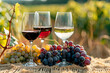 glasses of red and white wine and grapes in field background