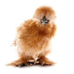 Wall Mural - brown silkie chicken