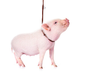 Wall Mural - miniature pig in studio