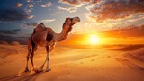 one camel walking in desert with bag and package on its bag