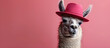 A funny llama wearing a cap on a pink background, perfect for April Fool's Day or any playful celebration