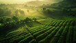 Sunlit Organic Coffee Plantation, Lush Greenery and Rolling Hills