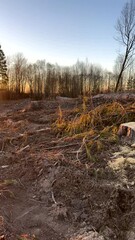 Wall Mural - Forest clearing. Illegal deforestation landscape. Illegal logging. Amazon Forest destruction, felling trees. Cutting trees. Stacks cut. Forests illegal disappearing. Deforestation, timber logging.