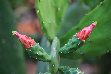 cactus in the rain