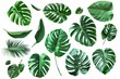 Set of green monstera leaf on white background