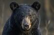 The penetrating eyes of this black bear, with wet fur glistening, exude a sense of vigilance and adaptability in the wild