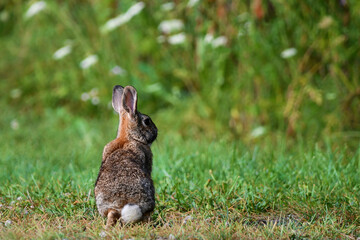 Wild Eastern Cottontail Bunny Rabbit 