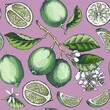 Lime fruit seamless pattern. Citrus fruit sketches. Watercolor style botanical background. Exotic plants texture. Hand drawn vector illustration. NOT AI generated