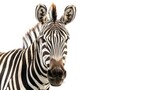 Fototapeta Konie - A curious zebra with striking stripes, its gaze capturing attention effortlessly against a pure white background.