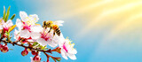 Fototapeta  - Honigbiene an der Manukablüte 