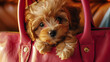 Relaxed Yorkshire Terrier Puppy Lounging in a Chic Fuchsia Handbag, City Lifestyle