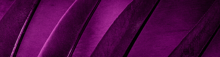 Wall Mural - violet feather pigeon macro photo. texture or background