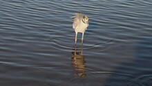Yellow Crowned Night Heron  Hunting In A Pond Shallow Waters In Loreto, Baja California Sur Mexico
