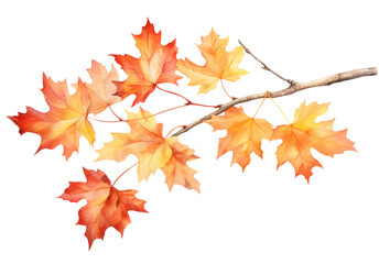 Watercolor  autumn maple branch clipart isolated on transparent background