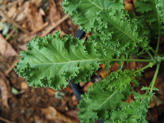 kale and vegetable in pot vegi food high vitamin
