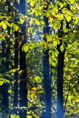 Wall Mural - Beautiful, harmonious forest detail, with hornbeam leaves